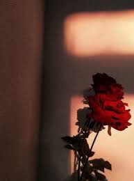 Á´ÉªÉ´á´á´Êá´sá´ Medshots É¢oÊá´á´É´ Êoá´Ê Rosas Papel De Parede Rosas Vermelhas Fotos Tumblr Com Flores Características técnicas do papel de parede. pinterest