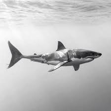 Yikik Herif Adli Kullanicinin Sharks Panosundaki Pin Goruntuler Ile Kopekbaliklari Kopek Baligi Hayvan Fotografciligi