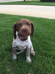 Check spelling or type a new query. New Baby Girl Scout 10 Weeks Old German Shorthaired Pointer Dog Pointer Dog Pet Breeds