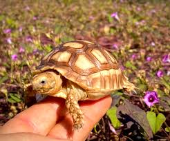 Image result for Grewia sulcata