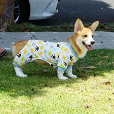 Luke was born 12/4/14 and we are excited to add luke to our future breeding program he comes from low riders corgis in ohio and akc parents his sire a red and white weighs 20 lbs and dam a sable weighs 18 lbs. Corgi Dogs And Puppies For Adoption Sale Posts Facebook