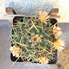 We did not find results for: Mammillaria Nejapensis Silver Arrows Care And Propagation Propagating Succulents Cactus Care Planting Succulents
