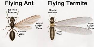 We did not find results for: Ant Or Termite
