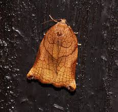 Image result for Archips podanus