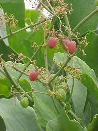 Image result for Cyphostemma masukuense