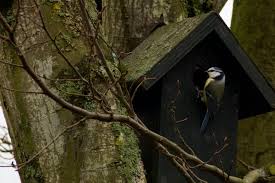 Entgegen vieler annahmen sollten sie diesen dann auch sogleich ins freie hängen. Der Nistkasten Fur Vogel Wird Das Ganze Jahr Benutzt Gartenetage De