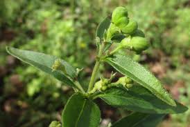 Image result for Clerodendrum ternatum