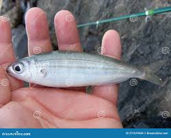 Image result for Boops boops