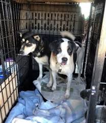 We promise a safe and ethical pet transport service for all domestic pets. Proline Pet Express Services