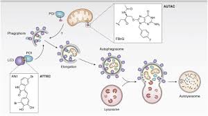 El tenista de 25 años enfrentó a alexander zverev, número 5 del mundo y ante el que. Major Advances In Targeted Protein Degradation Protacs Lytacs And Madtacs Journal Of Biological Chemistry