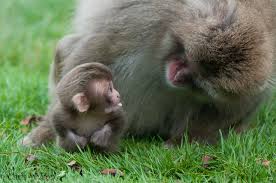 Baby Macaque And Mum Highland Wildlife Park By Chriswilson4646 Wildlife Park Baby Animals Cute Animals
