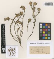 Image result for Phragmanthera polycrypta