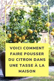 Voici Comment Faire Pousser Du Citron Dans Une Tasse A La Maison En 2020 Trucs Et Astuces Jardinage Astuce Jardinage Projets De Jardins