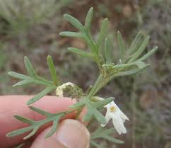 Image result for Chascanum hederaceum