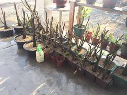 Maybe you would like to learn more about one of these? Bonsai Cucur Atap Sapu Sapu Home Furniture Gardening On Carousell