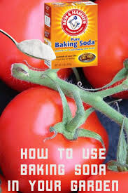 How To Use Baking Soda In Your Garden Jardin De Tomates Comment Planter Des Tomates Maladie Tomate