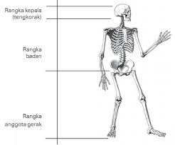 Tulang yang tersusun dengan teratur apabila tulang itu. 3 Bagian Rangka Manusia Lengkap Beserta Fungsinya Pak Mono