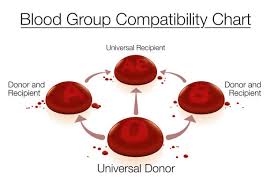Image result for Blood Type