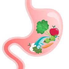 Food digestion Vectors & Illustrations for Free Download | Freepik