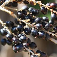 Image result for Wiesneria filifolia