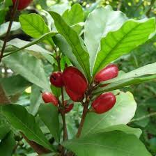 Image result for Synsepalum
