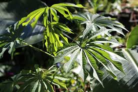 Image result for Manihot grahamii