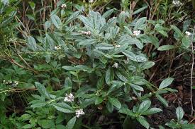 Image result for Laurembergia tetrandra