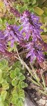Image result for Coleus neochilus