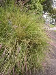 Image result for Cenchrus macrourus