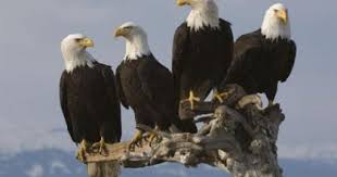 موسوعة الصور الأكثر وضوحا ألبوم صور مجموعة من النسور Animal Groups Bald Eagle Eagles