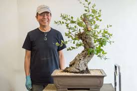Pinch new shoots to 1 or 2 leaves in early summer. Restoring An Old Cork Oak Bonsai Bonsai Tonight