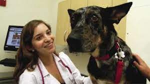 Maybe you would like to learn more about one of these? Veterinary Hospital School Of Veterinary Medicine
