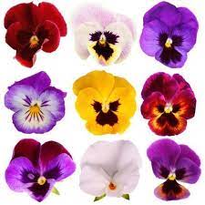 The Best Birthday Gifts For Friends Pansies Viola Flower Flower Artists
