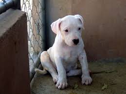 Dogo Puppy Arjantin