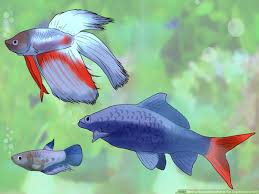 3 Ways To Know Which Fish To Put Together In A Tank Wikihow