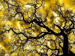 Image result for ‫عکس های جالب از طبیعت‬‎