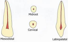 Maybe you would like to learn more about one of these? Permanent Maxillary And Mandibular Incisors Intechopen