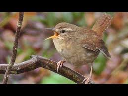 Bird Sounds Birds Singing Wren Bird Singing A Beautiful Song Birdsong And Sounds Troglodyte Mignon Wren Beautiful Songs Song Bird