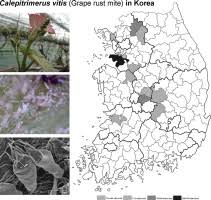 Image result for Calepitrimerus vitis