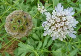Beespeaker Saijiki November 2013 Flower Seeds Spring Blooms Flowers Perennials