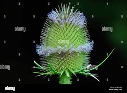 Image result for Dipsacaceae