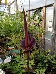 It may also refer to: Devil S Tongue Flower Blooms In Greenhouse Truman Review