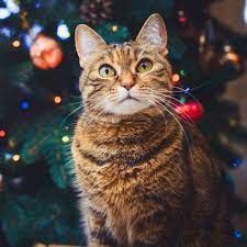 Calling All Cat Moms Trader Joe S Is Making An Advent Calendar Specifically For Cats Cat Mom Cats Cat Boarding