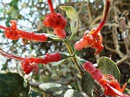 Image result for Loranthaceae