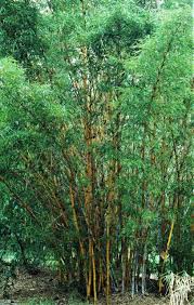 Image result for Bambusa vulgaris