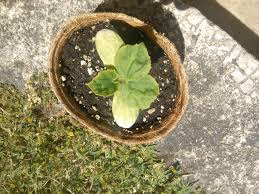 In these cases, the leaves start to become pale, then they turn yellow and then the plant begins to die. Cucumber Cotyledons Turn Yellow And Shrivel Too Soon Gardening Landscaping Stack Exchange