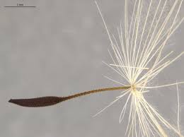 Image result for Hypochaeris radicata