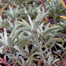 Check spelling or type a new query. Salvia Apiana White Sage Seeds Arkham S Botanical