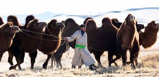 The camel train vision paul warren. Vouwhcsyhf9mkm