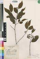 Image result for Psydrax parviflora